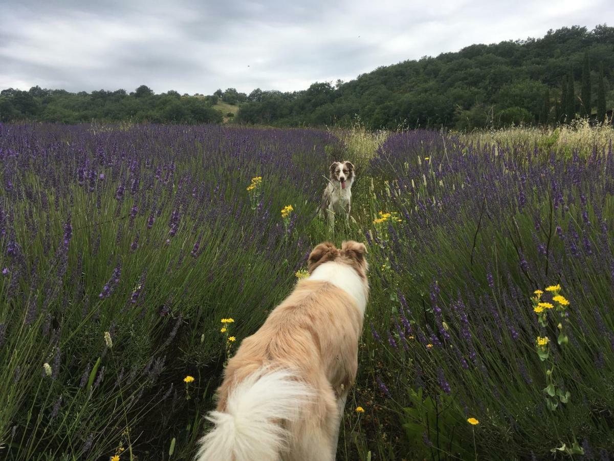 La Banditaccia Monticello Amiata Dış mekan fotoğraf